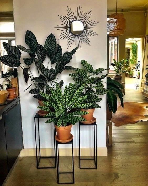 Indoor and Outdoor Plant Decor - Image 9