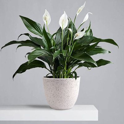 Indoor and Outdoor Plant Decor - Image 21