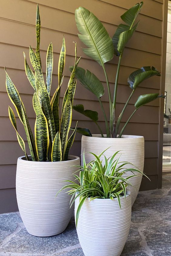 Indoor and Outdoor Plant Decor - Image 23