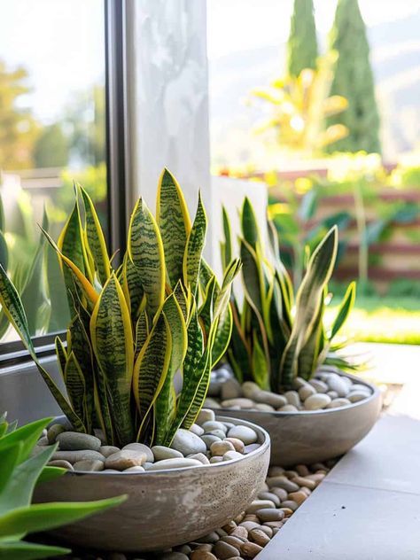 Indoor and Outdoor Plant Decor - Image 15